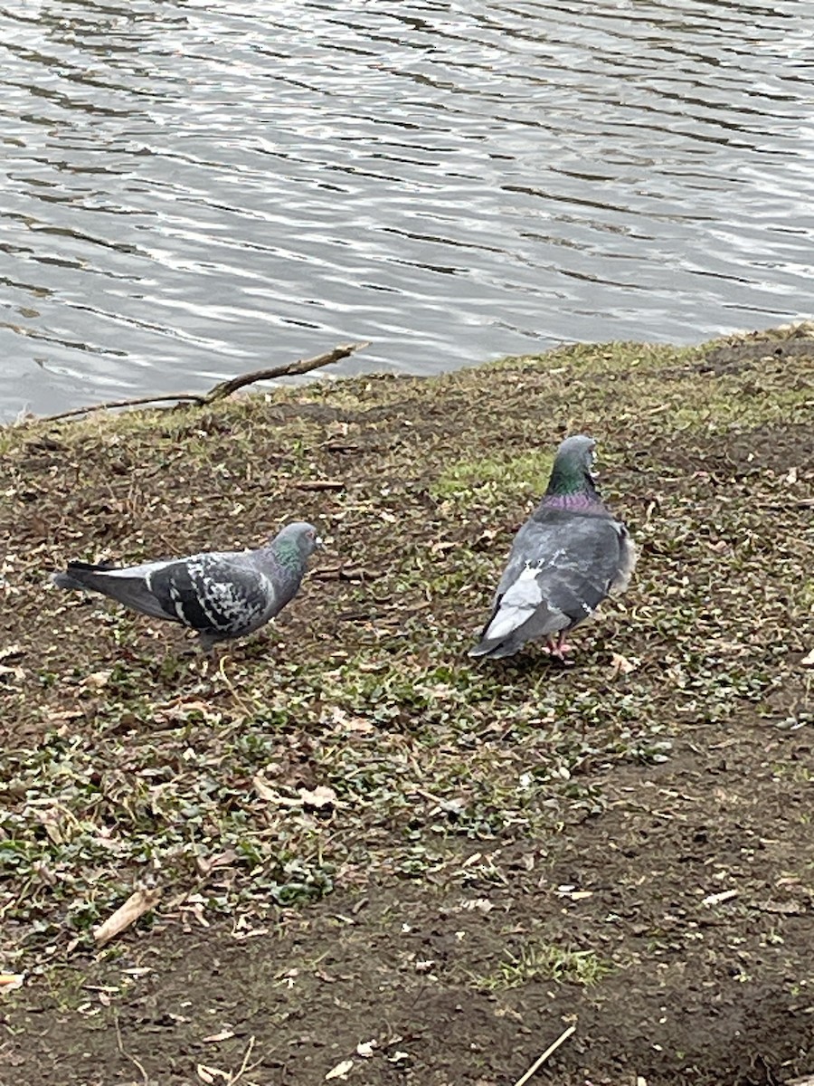 Paloma Bravía (variedad doméstica) - ML652705410