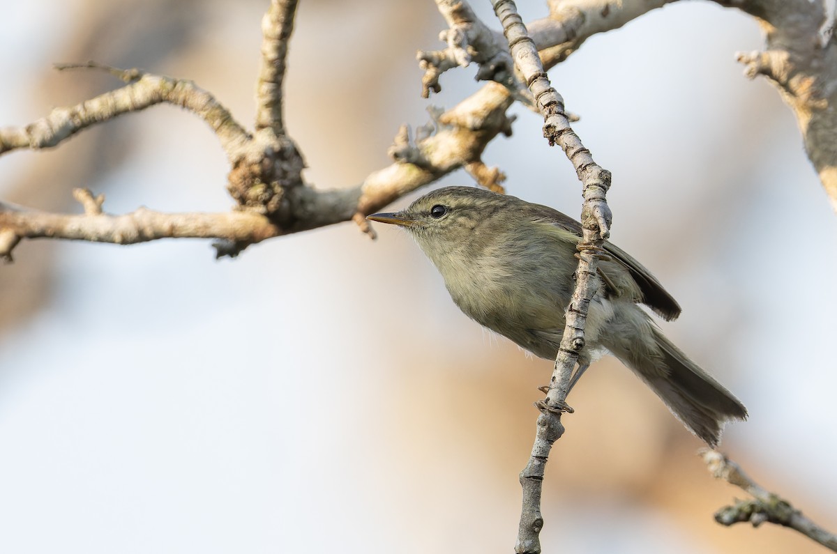 budníček zelený - ML652705416