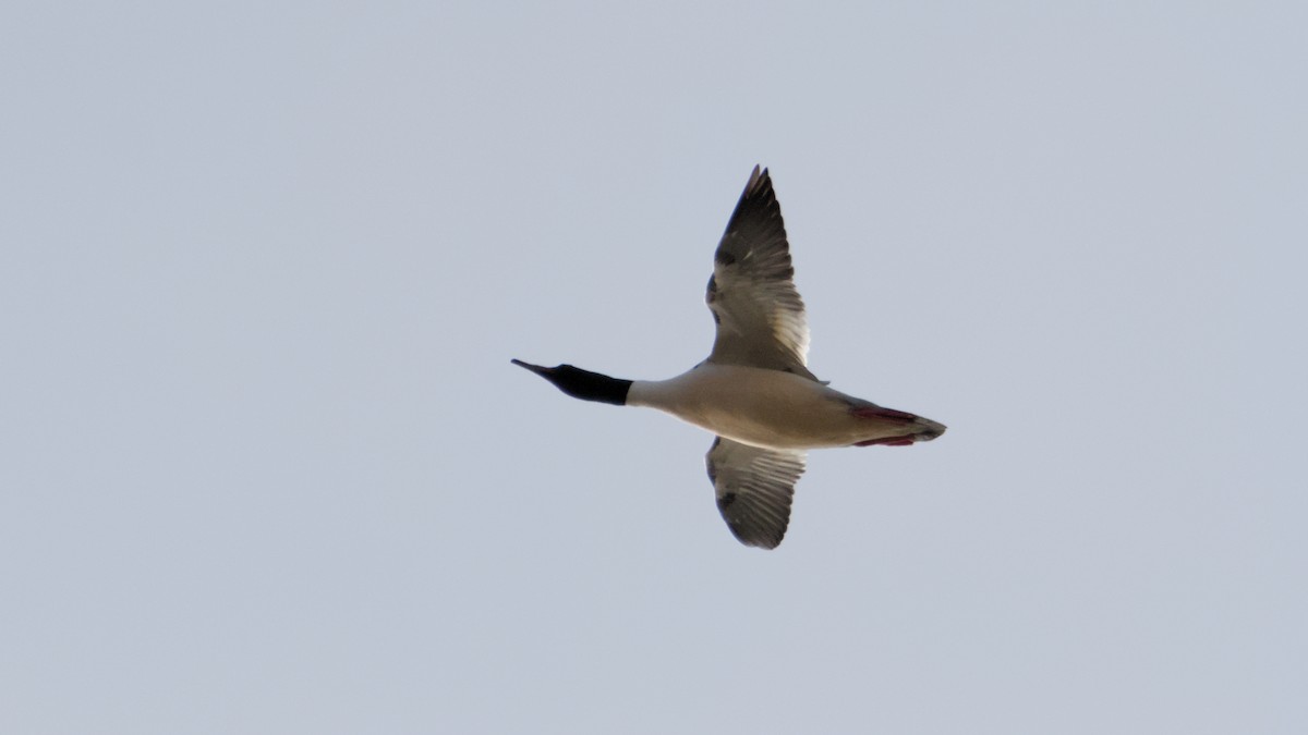 カワアイサ - ML652705510