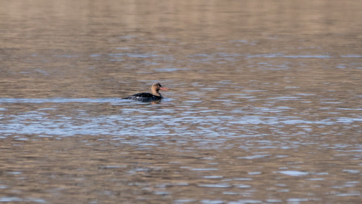 ウミアイサ - ML652705515