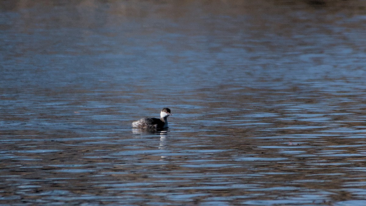 ミミカイツブリ - ML652705526