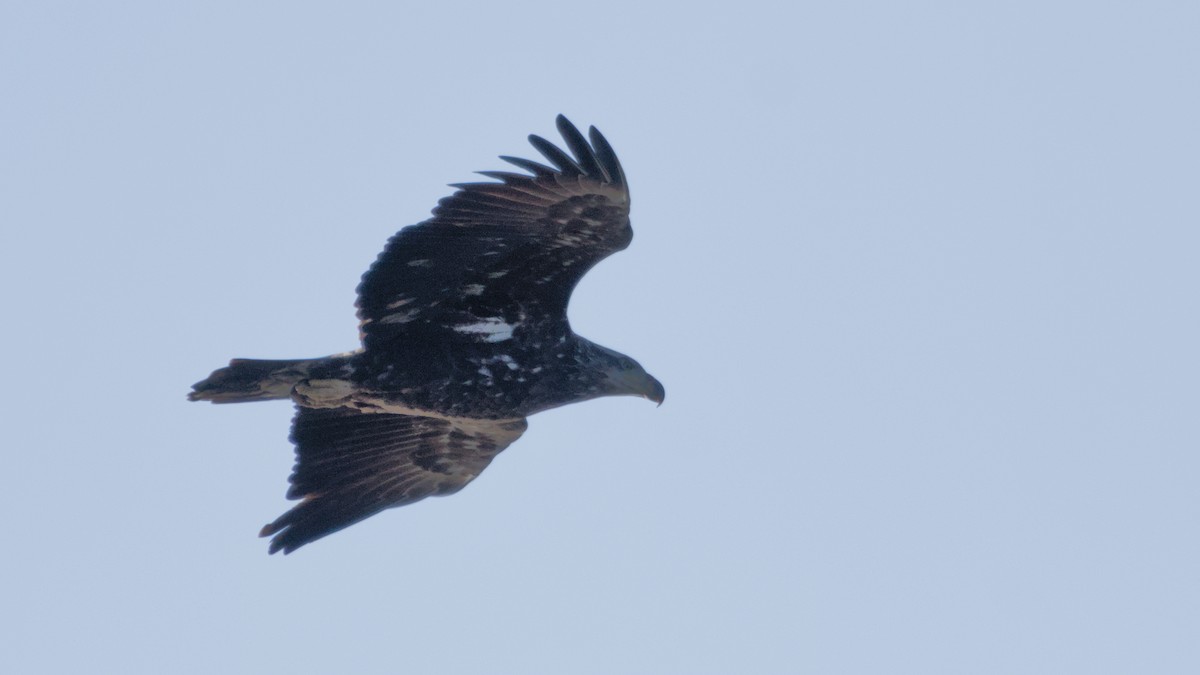 ハクトウワシ - ML652705538