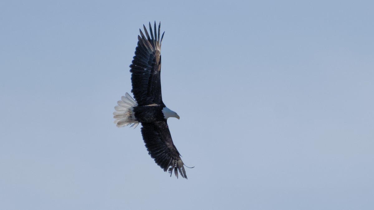 ハクトウワシ - ML652705545