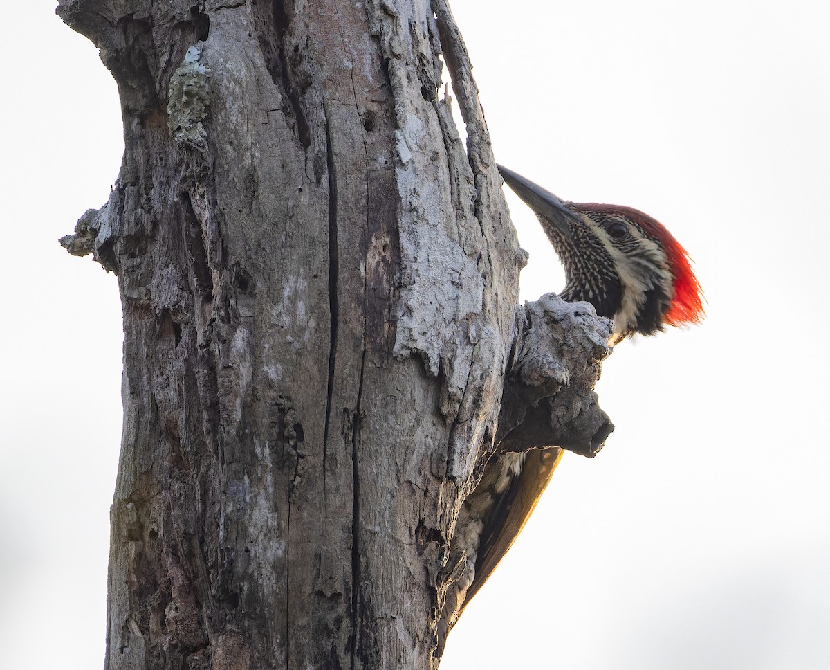 datel ohnivý - ML652705561