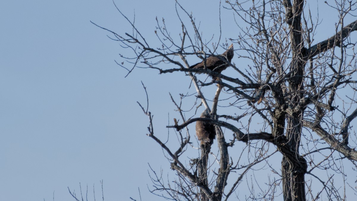 ハクトウワシ - ML652705568