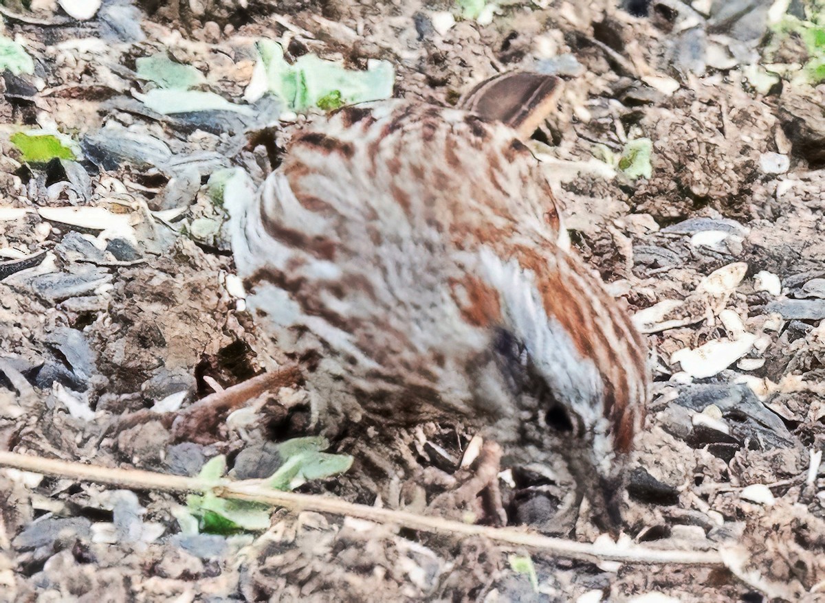 Song Sparrow - ML652705572