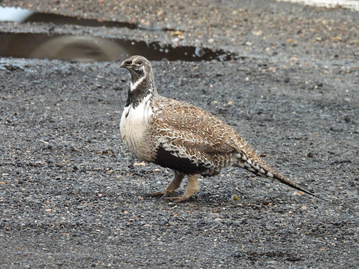 Greater Sage-Grouse - ML652705598
