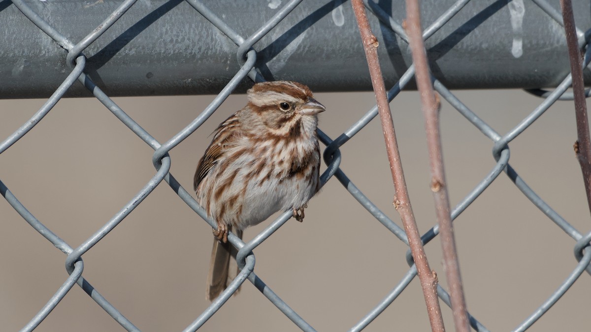 ウタスズメ - ML652705599