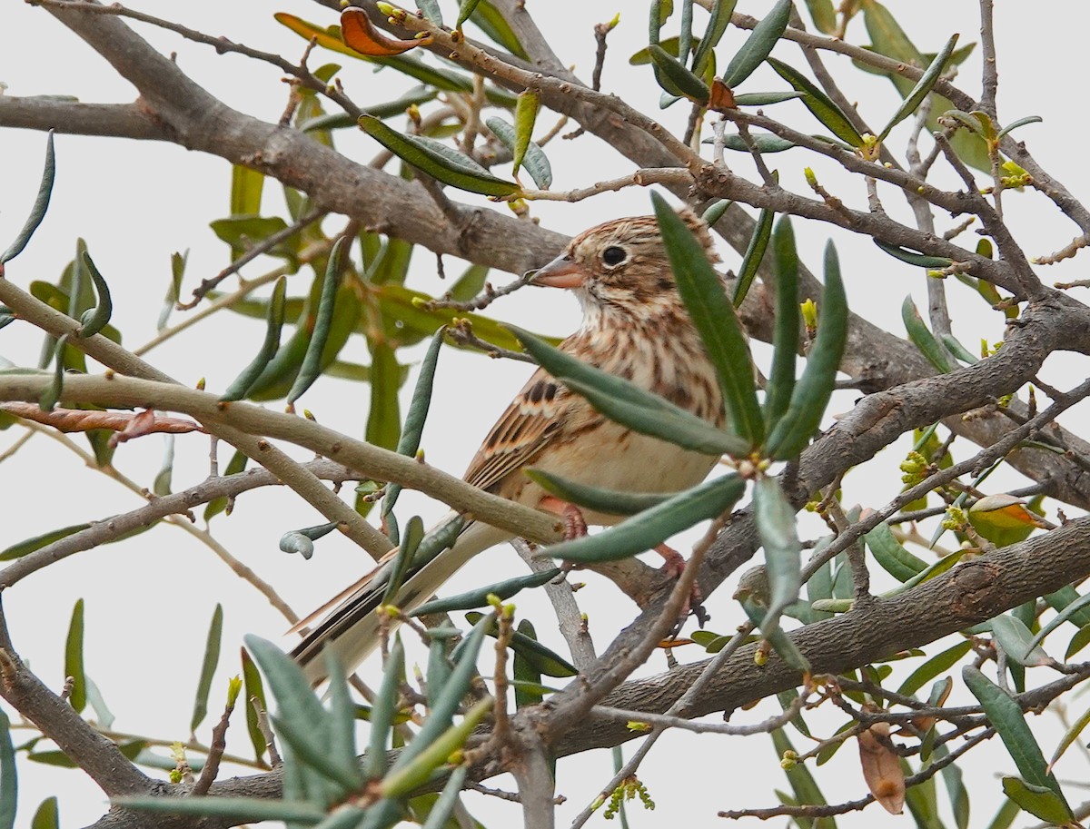 Vesper Sparrow - ML652705619