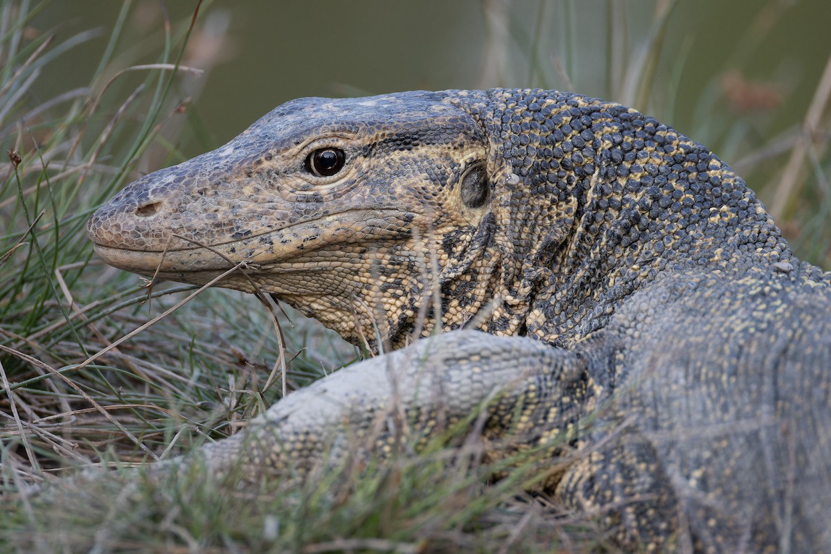 Southeast Asian Water Monitor - ML652705707