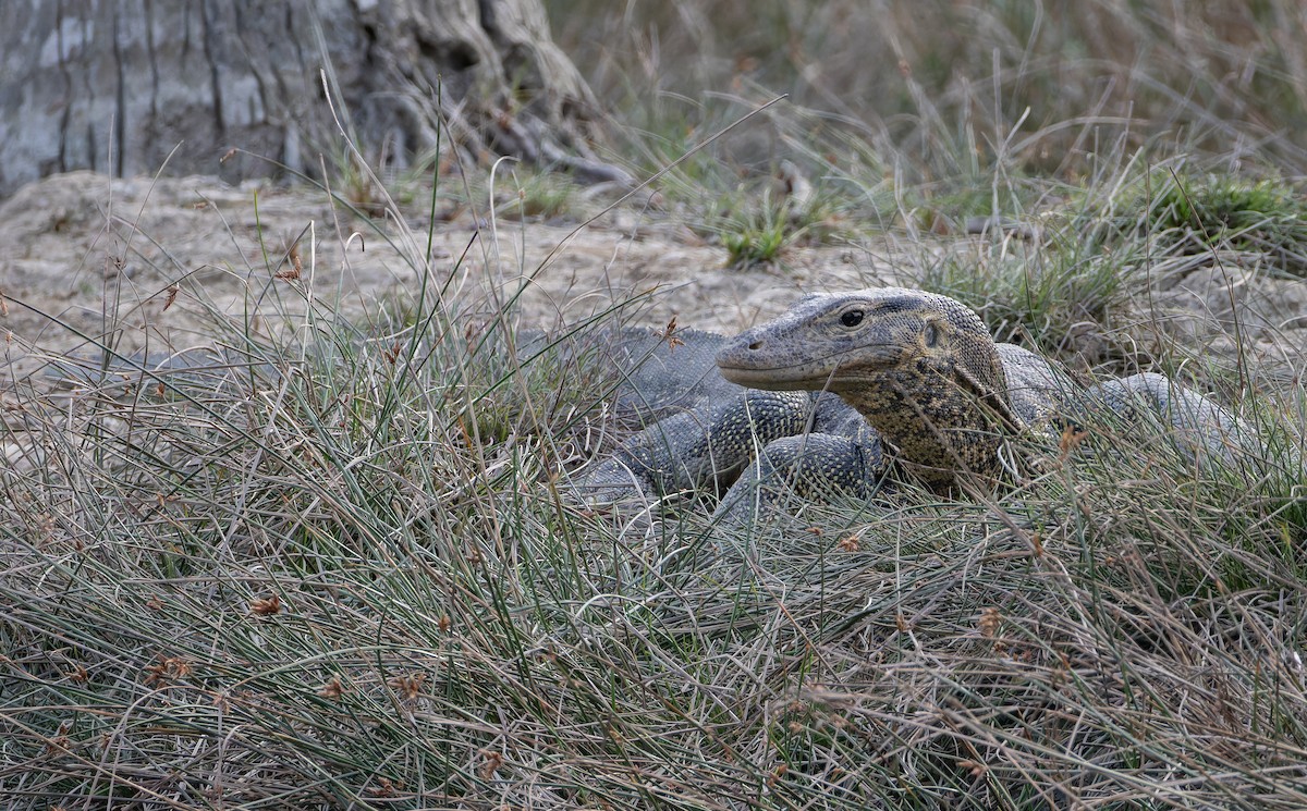 Southeast Asian Water Monitor - ML652705712
