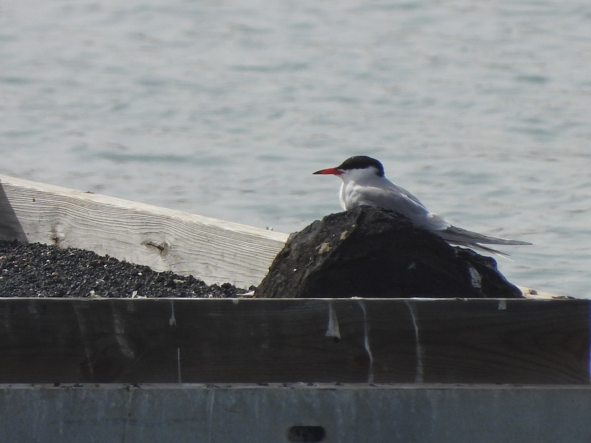 Common Tern - ML652705753