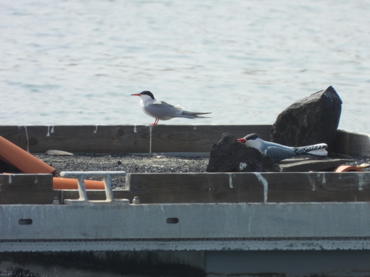 Common Tern - ML652705754