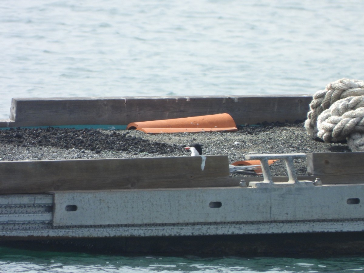 Common Tern - ML652705755