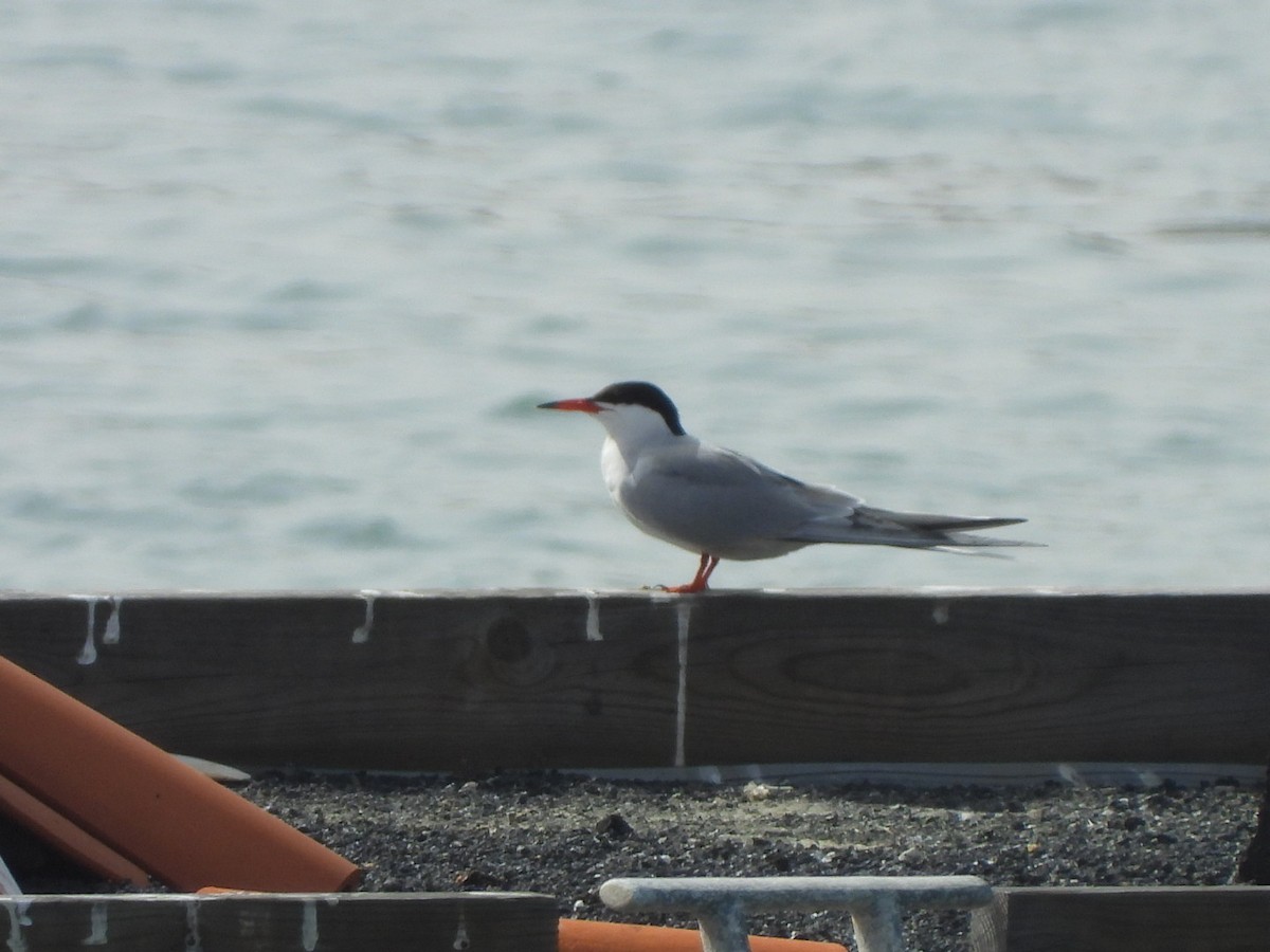Common Tern - ML652705756