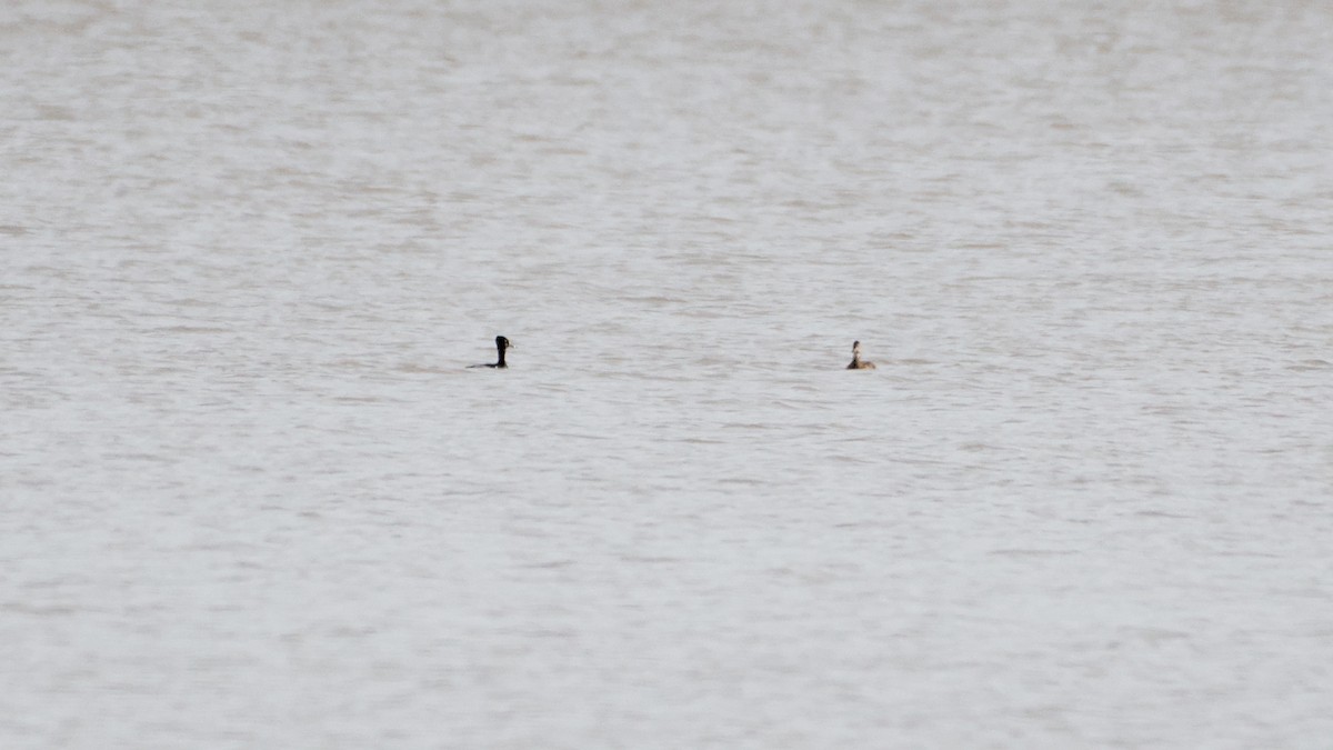 クビワキンクロ - ML652705763