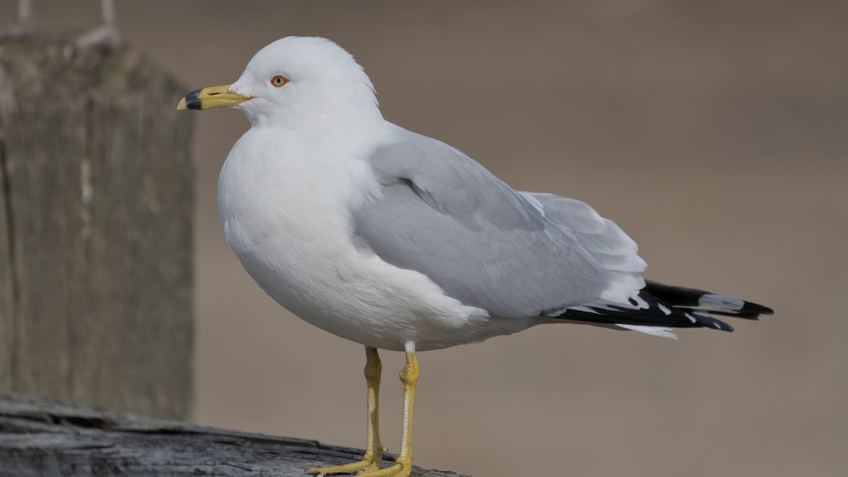 クロワカモメ - ML652705774