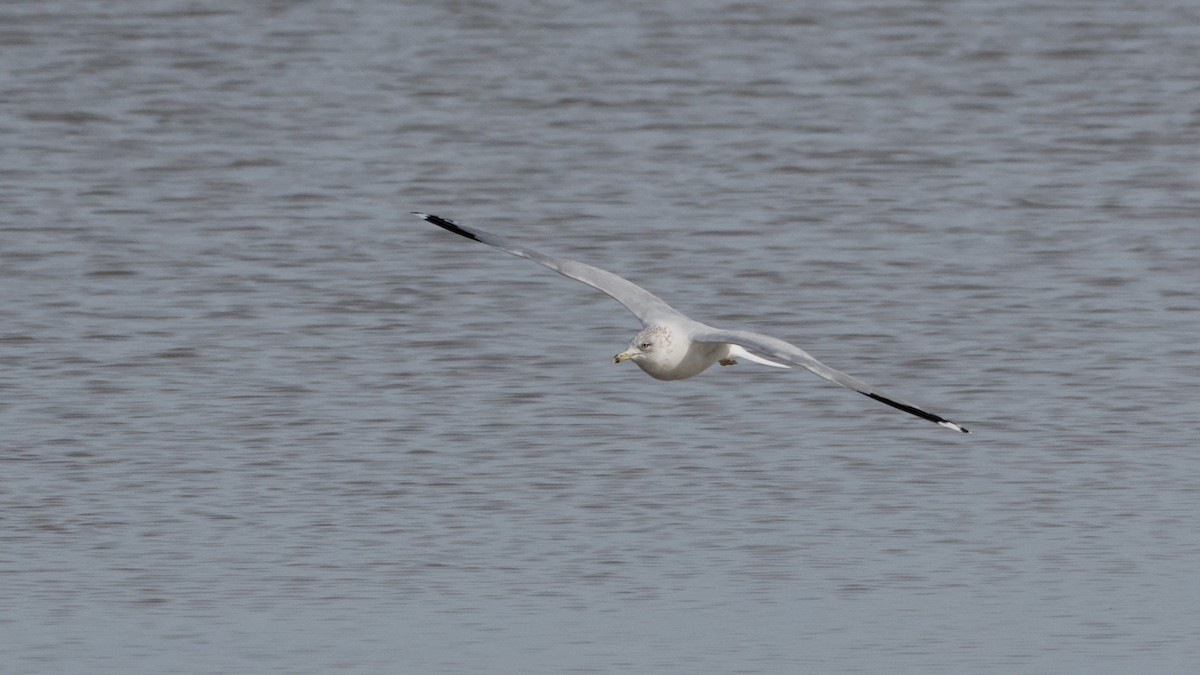 クロワカモメ - ML652705775