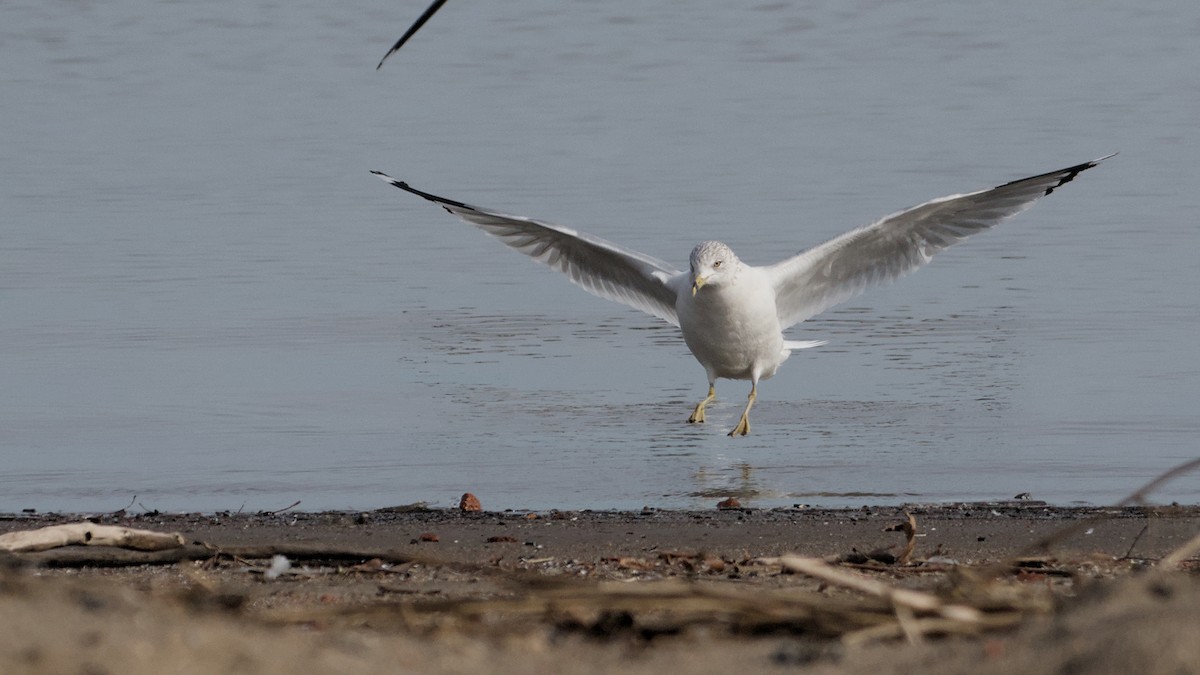 クロワカモメ - ML652705777