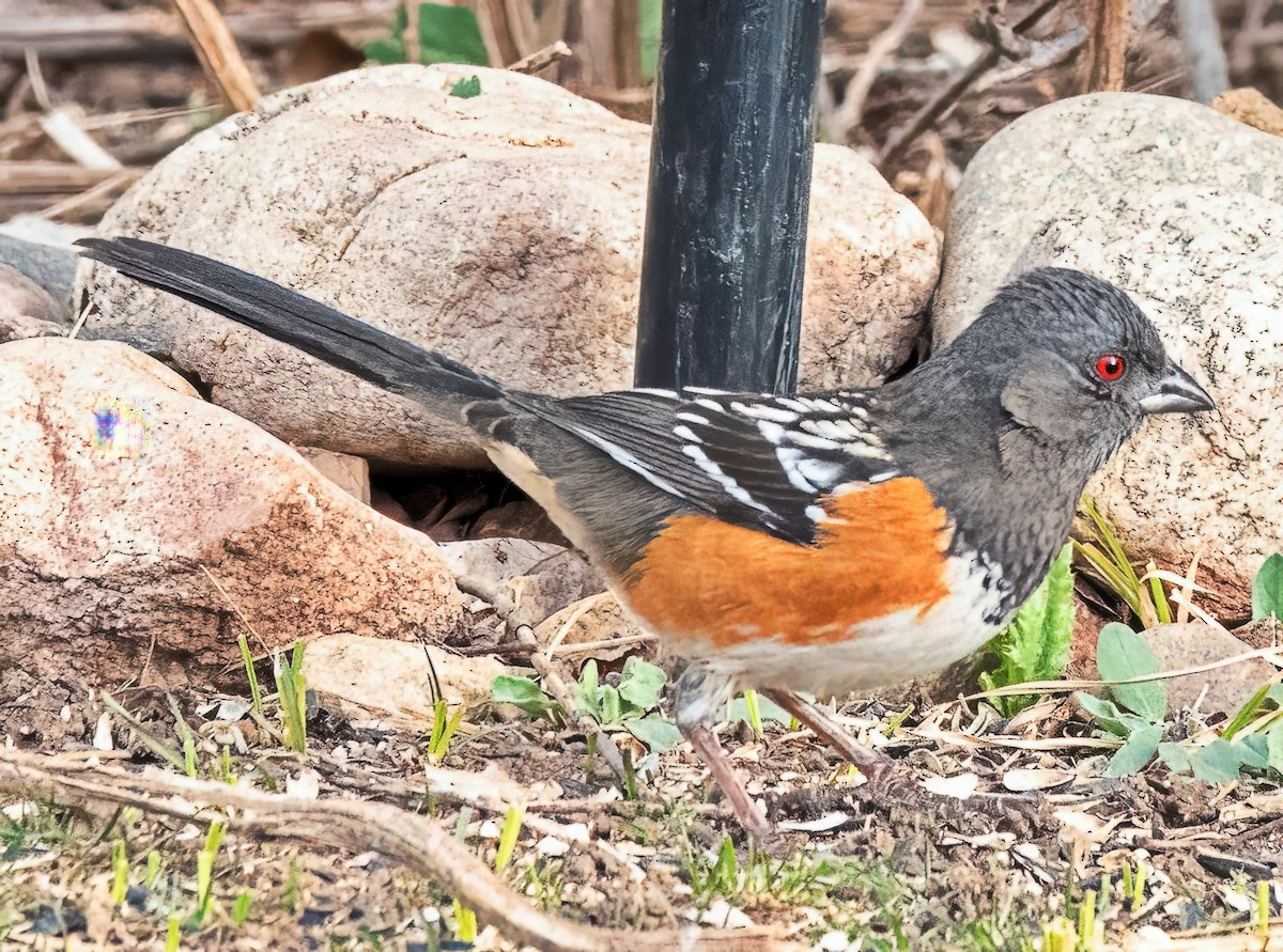 Spotted Towhee - ML652705804