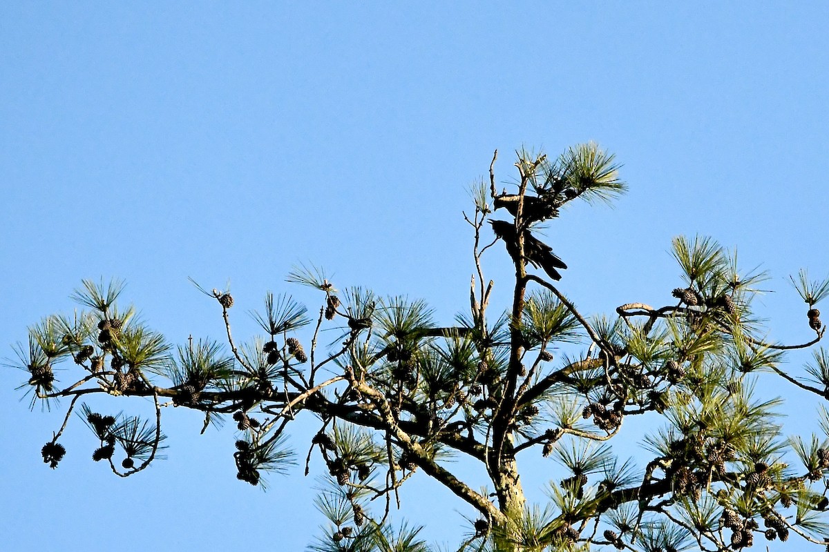 Fish Crow - ML652705833