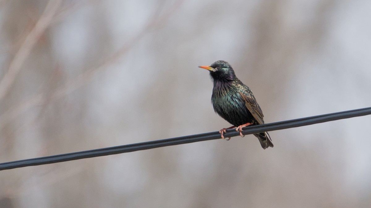 ホシムクドリ - ML652705870