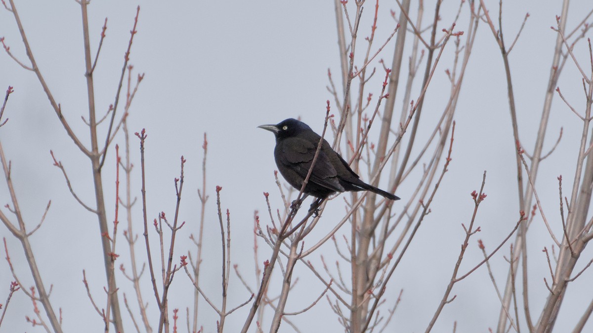 オオクロムクドリモドキ - ML652705880