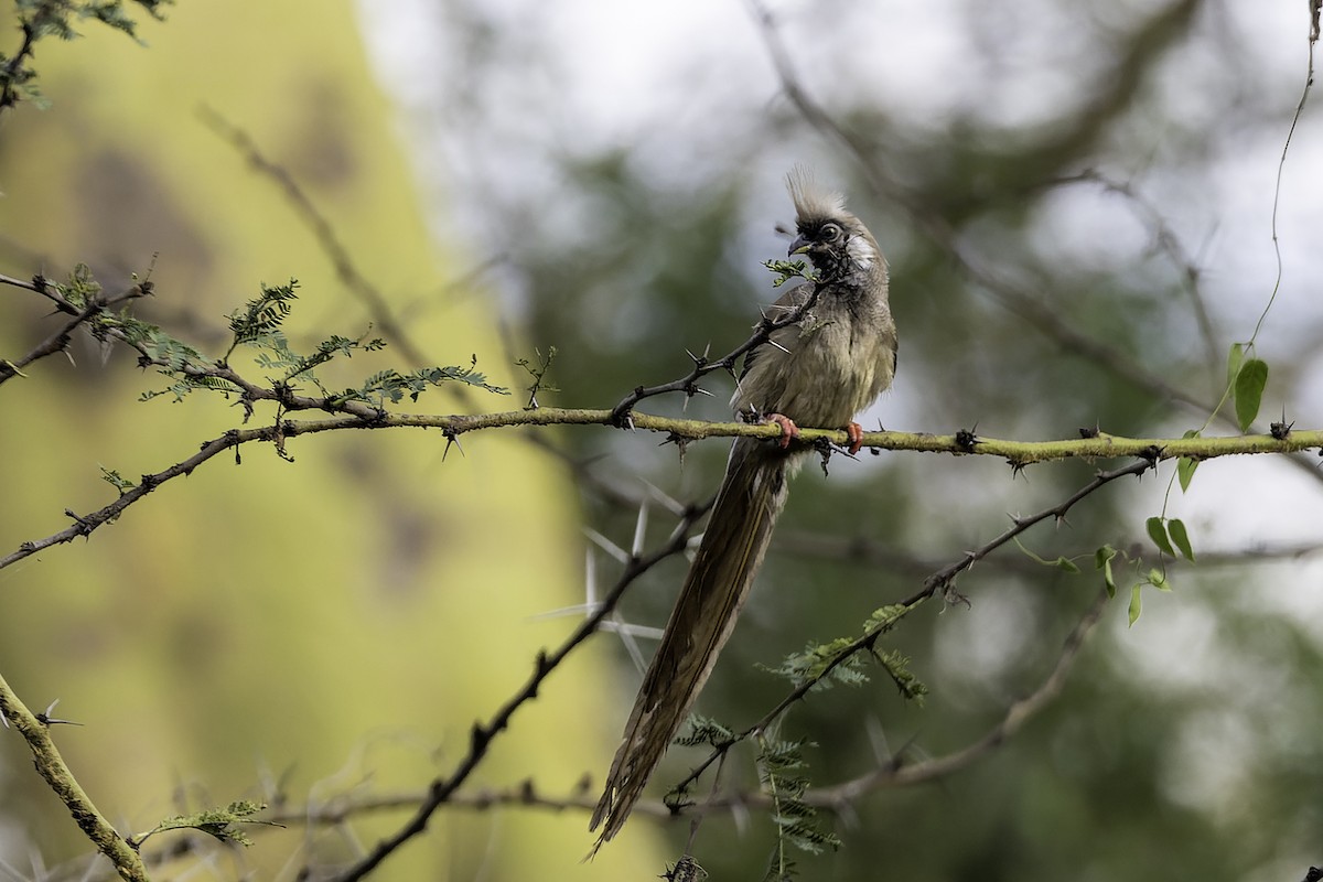 Чепіга бурокрила - ML652705887