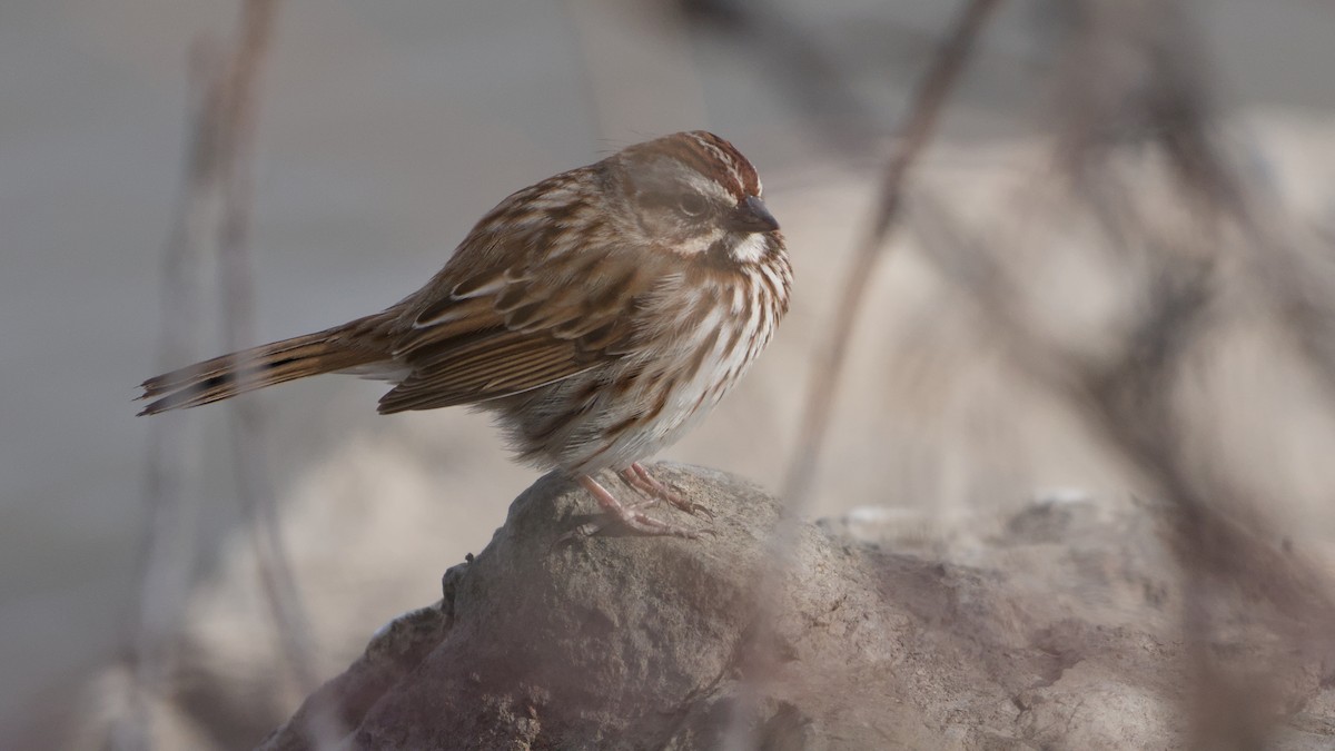 ウタスズメ - ML652705888