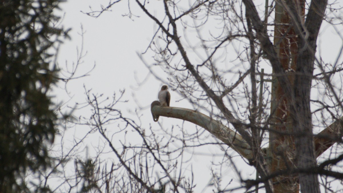 アカオノスリ - ML652705908