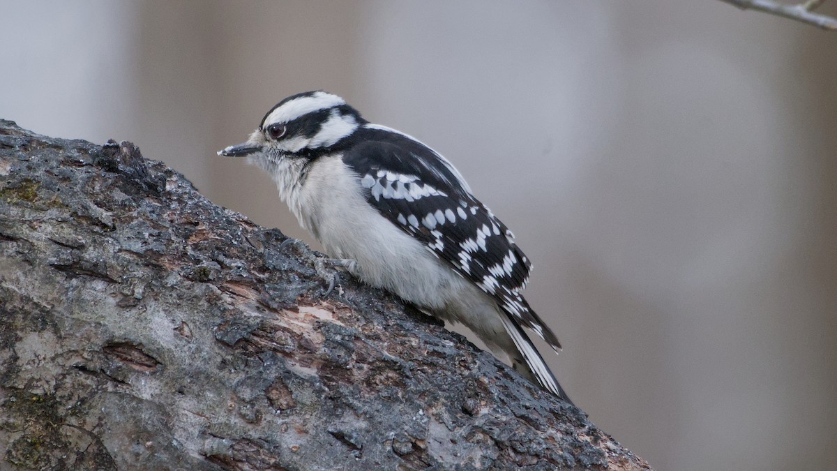 セジロコゲラ - ML652705922