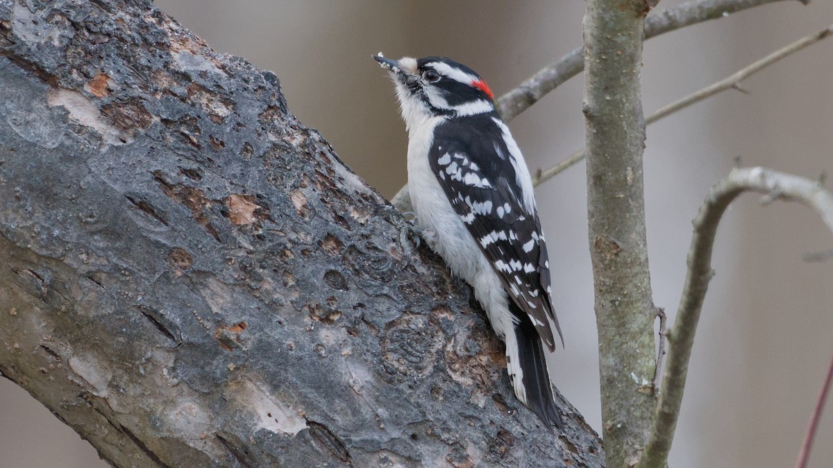 セジロコゲラ - ML652705923