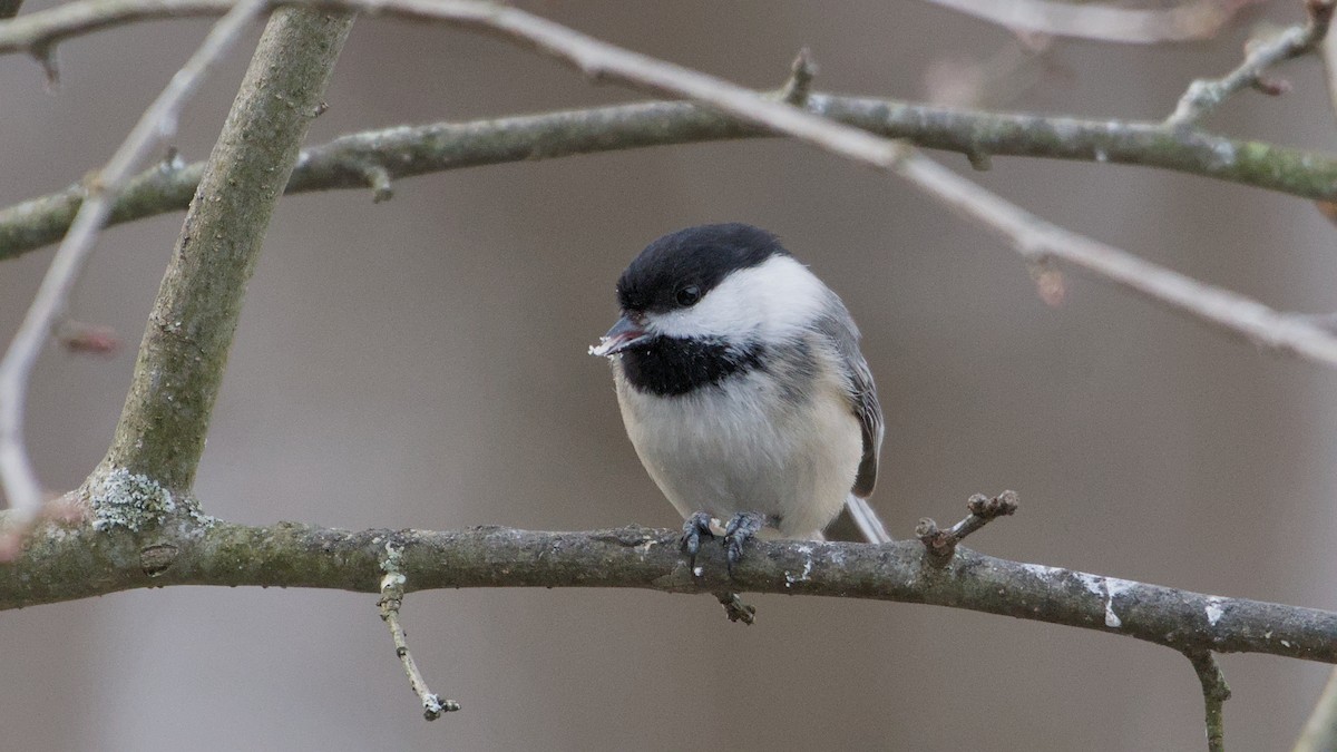 アメリカコガラ - ML652705930