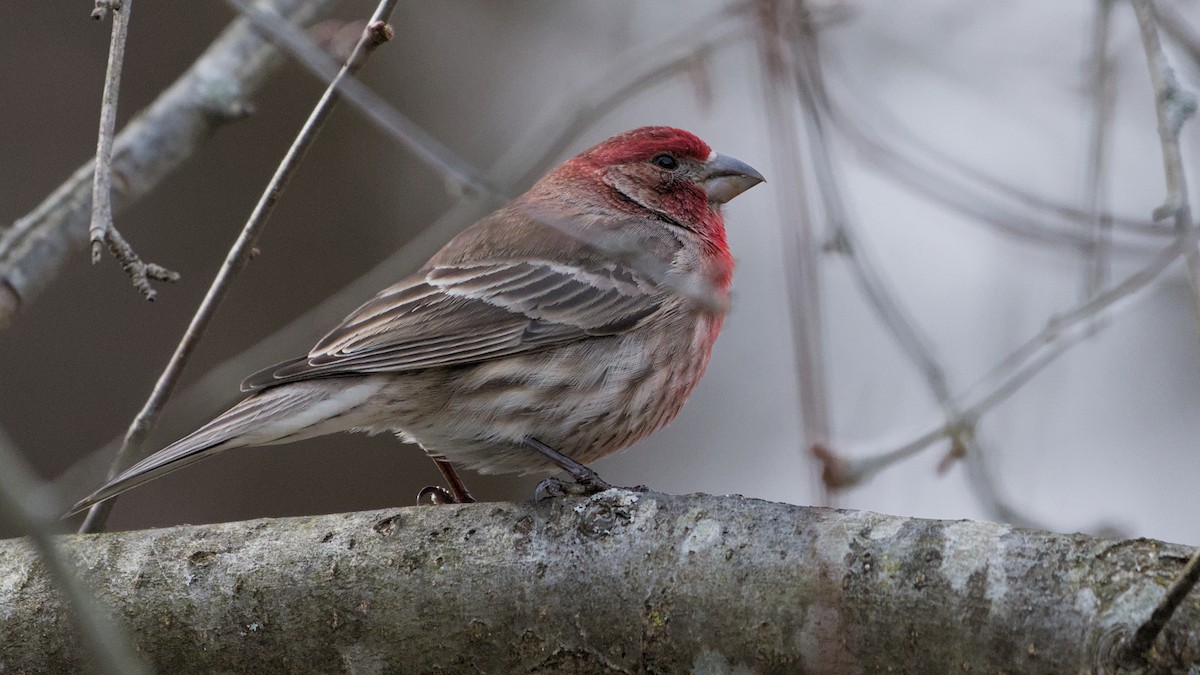 メキシコマシコ - ML652705951