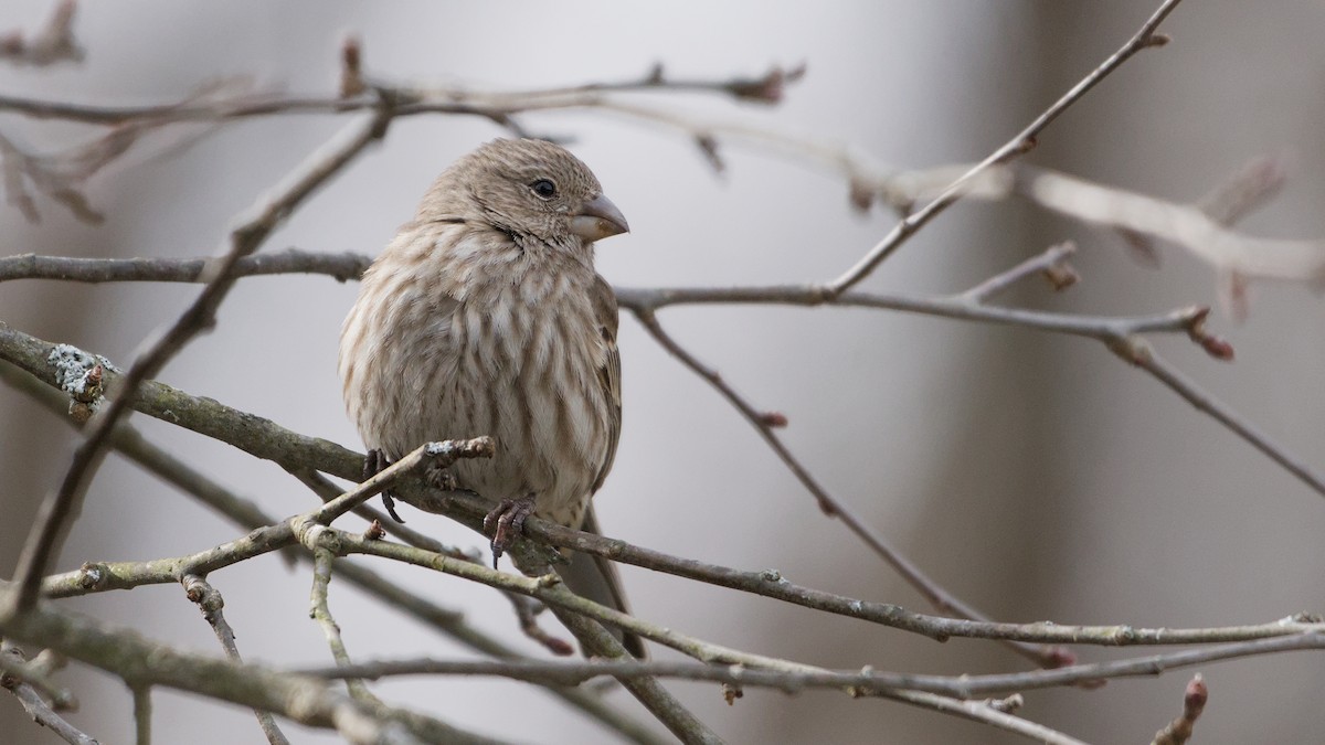 メキシコマシコ - ML652705952