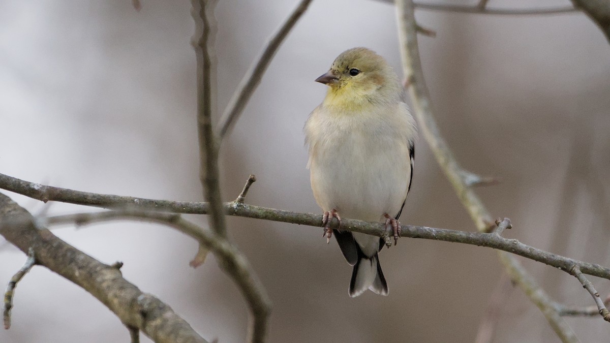 オウゴンヒワ - ML652705955