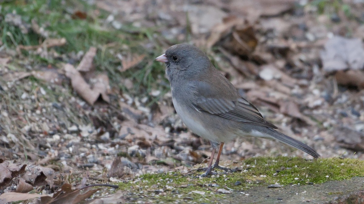 ユキヒメドリ - ML652705978