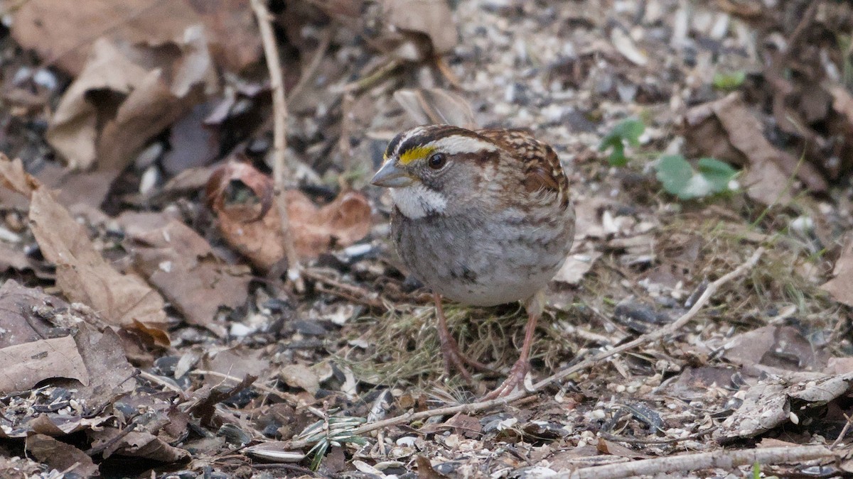 ノドジロシトド - ML652705980