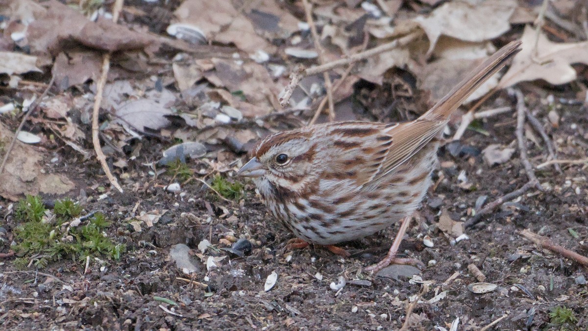 ウタスズメ - ML652705997