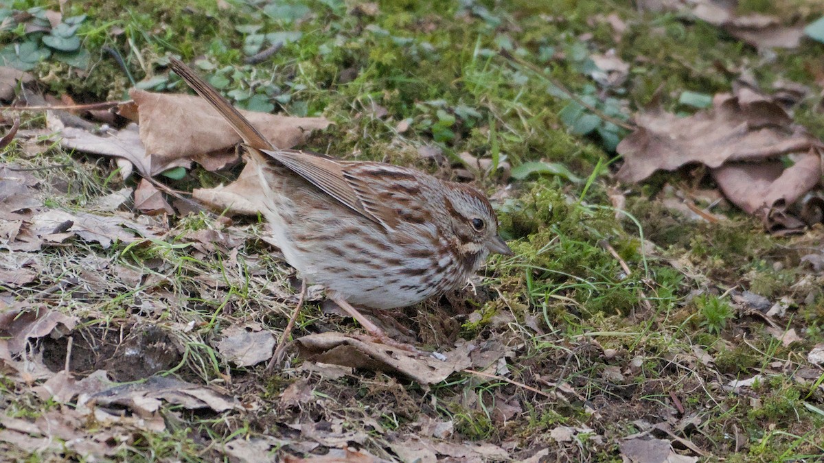 ウタスズメ - ML652705998