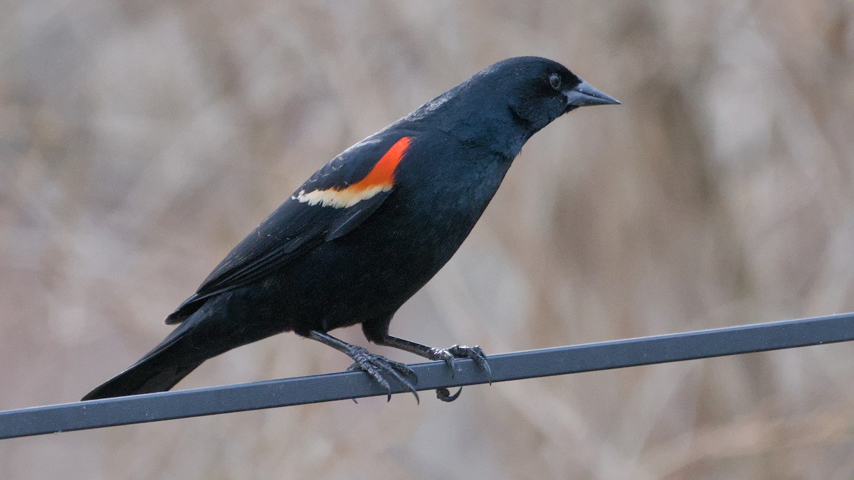 ハゴロモガラス - ML652706003