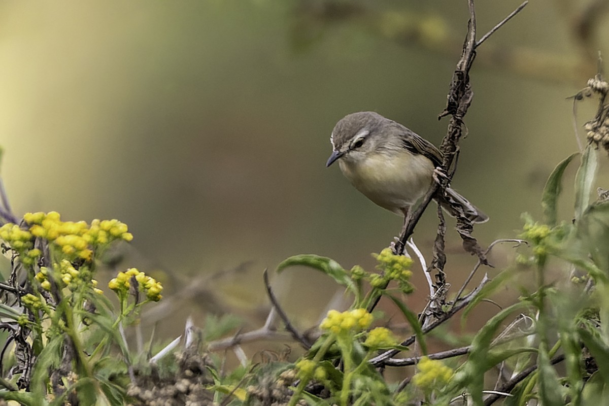 Tawny-flanked Prinia - ML652706005
