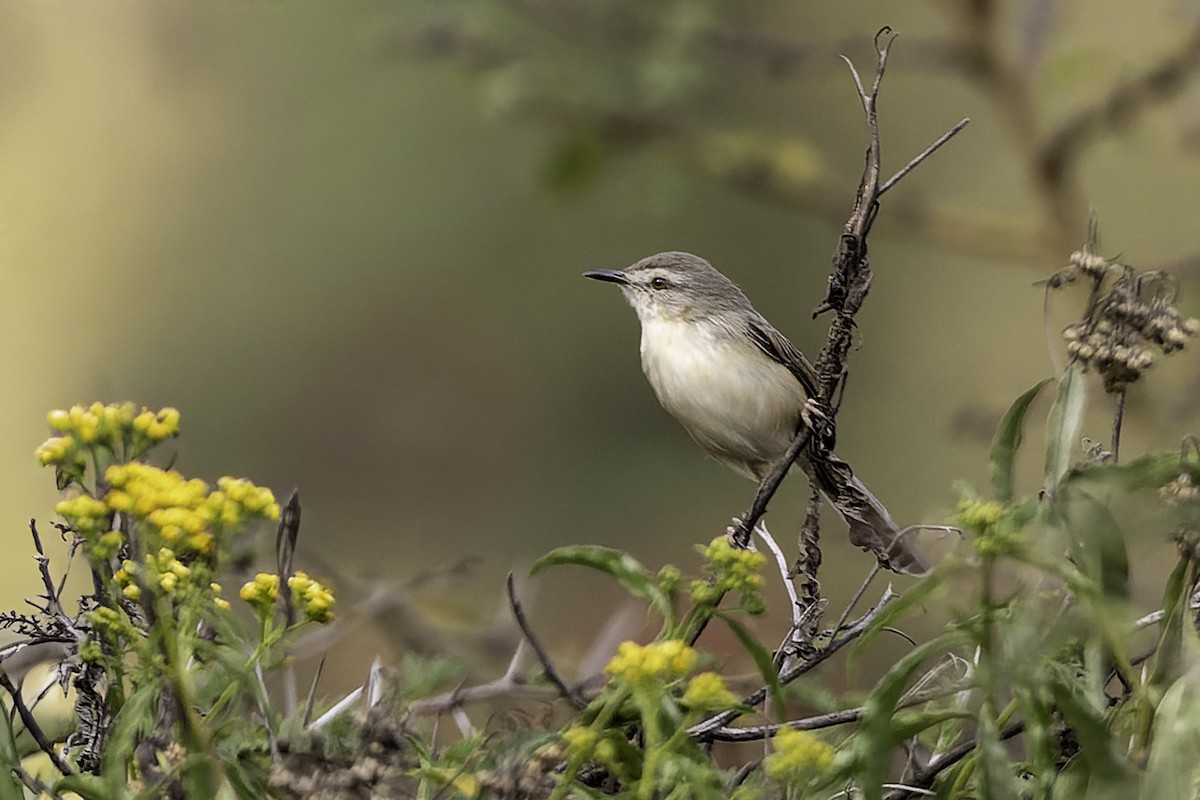 Tawny-flanked Prinia - ML652706006