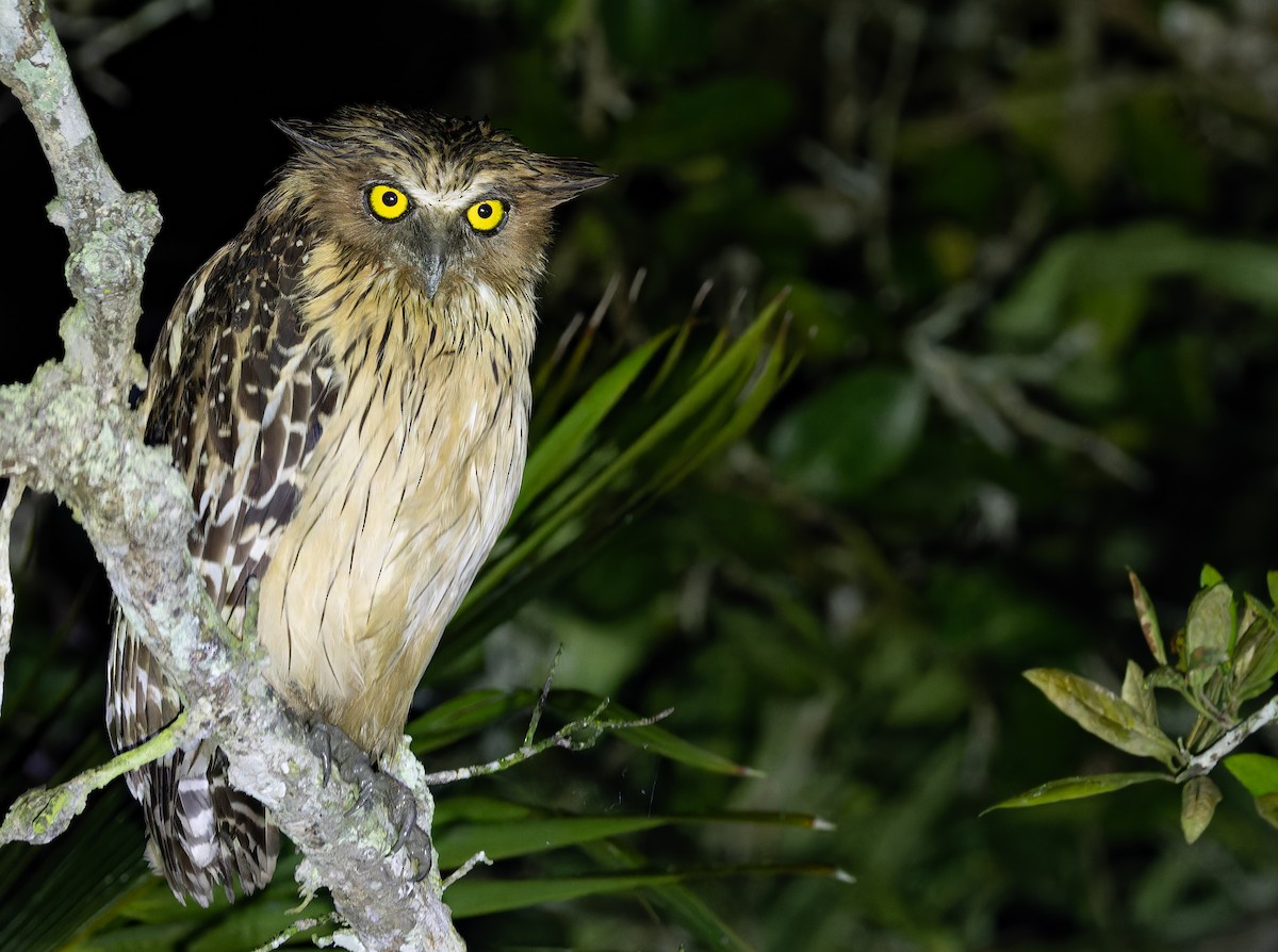 ketupa malajská - ML652706007