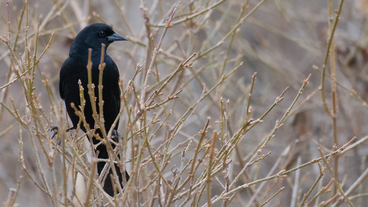 ハゴロモガラス - ML652706008