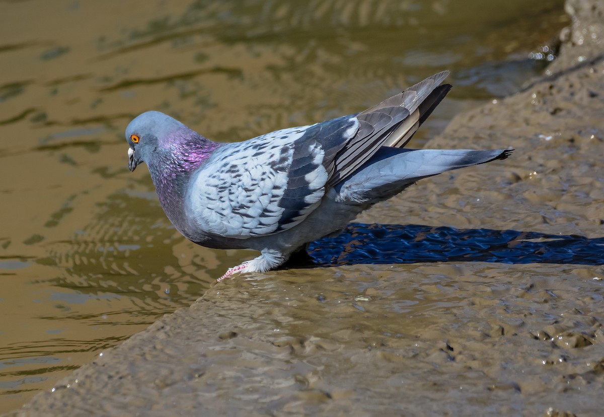 Paloma Bravía (variedad doméstica) - ML652706109