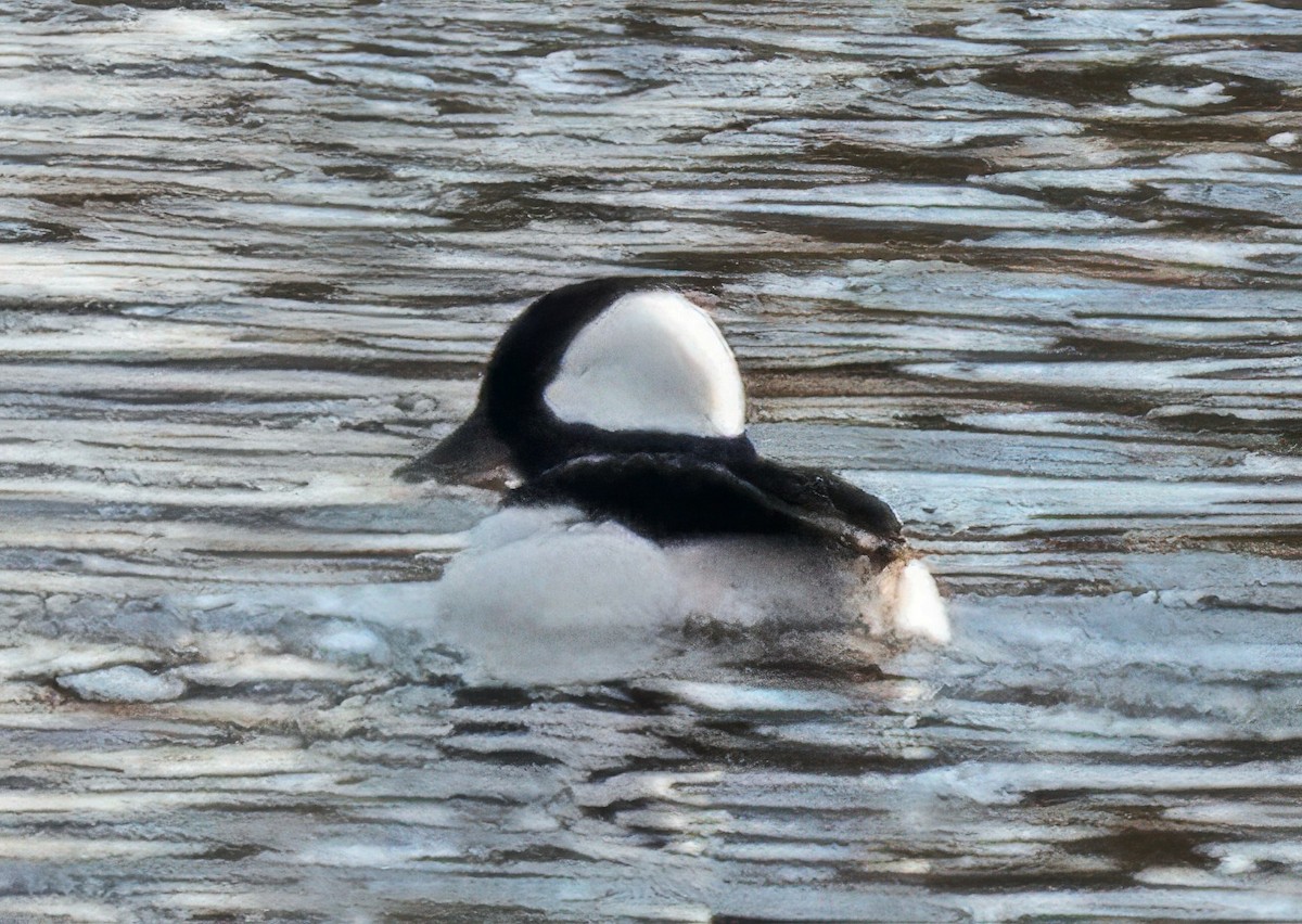 Bufflehead - ML652706336