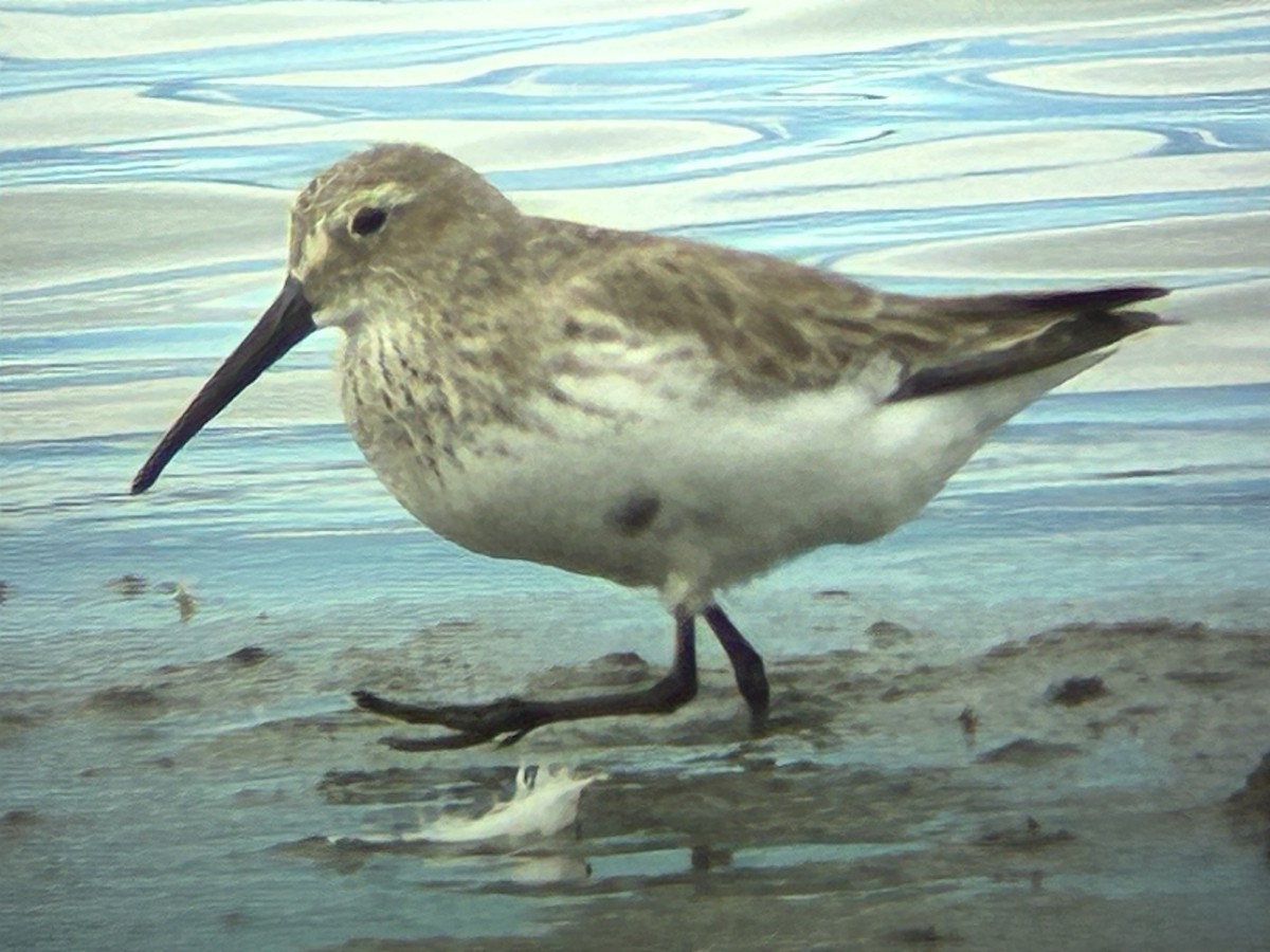 Txirri arrunta - ML652706393