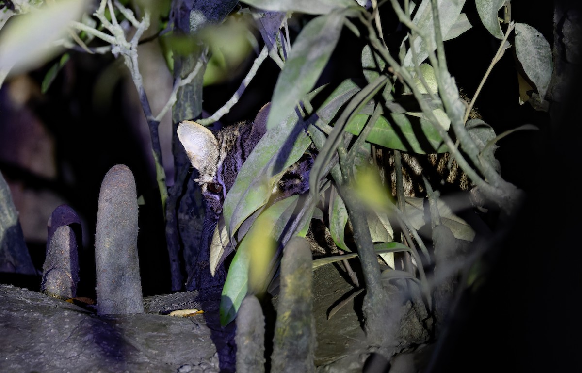 Indochinese Leopard Cat - ML652706501