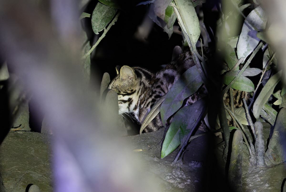 Indochinese Leopard Cat - ML652706502